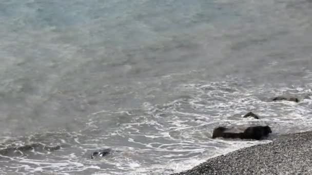 Surfe no mar na costa pedregosa — Vídeo de Stock