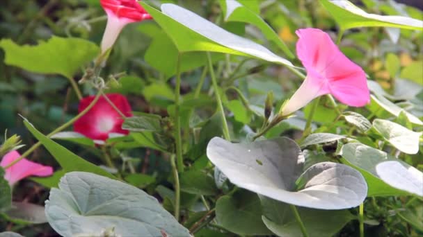 Lily pink flowers on plant — Stock Video