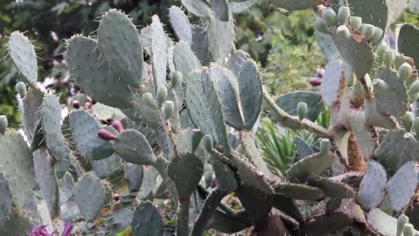 Cactus en un jardín — Vídeos de Stock