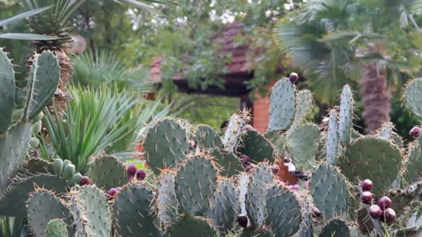 Gröna exotiska kaktusar utomhus — Stockvideo