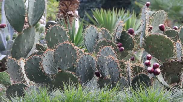 Groene exotische cactussen buitenshuis — Stockvideo