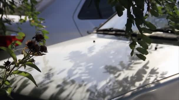 Plantas verdes balançando no fundo de um carro — Vídeo de Stock
