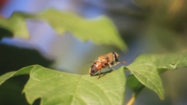 Sakar anında yaprak