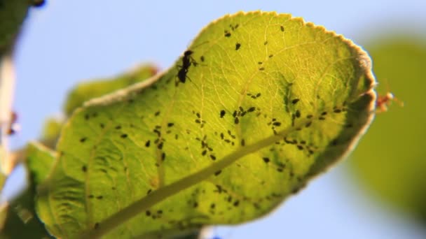 Aphids control de hormigas de hoja — Vídeos de Stock