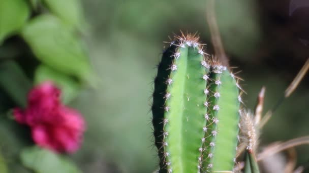 Kaktus på swing anläggning — Stockvideo