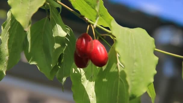 Fruits cornouillers sur la plante — Video