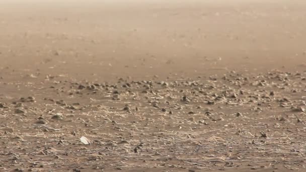 Polvo y basura en el viento — Vídeos de Stock