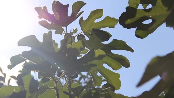 Солнечные лучи сквозь фиговые листья — стоковое видео