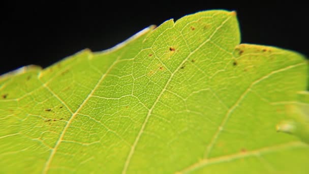 Fig leaf structure closeup — Stock Video