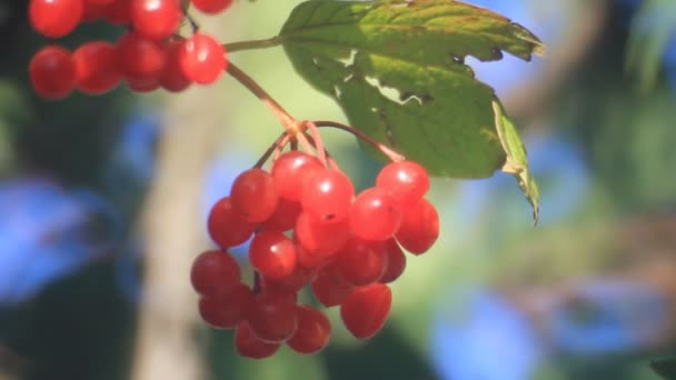 Vermelho viburnum frutas fechar — Vídeo de Stock