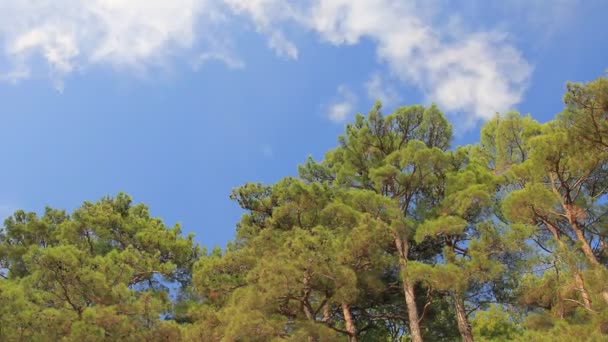 Floresta de montanha na rocha — Vídeo de Stock