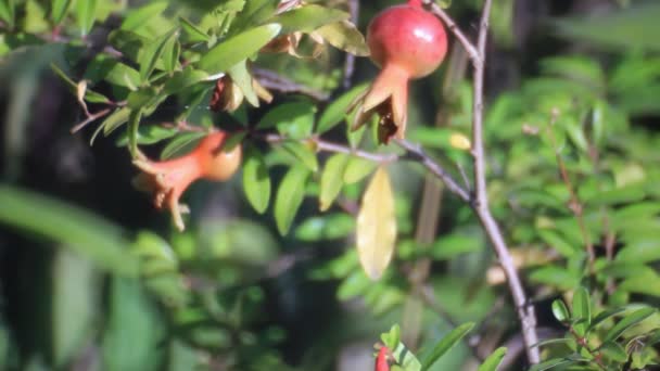 Små röda granatäpple på trädet — Stockvideo