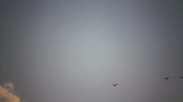 Flight seagull silhouettes on the pale blue sky — Stock Video