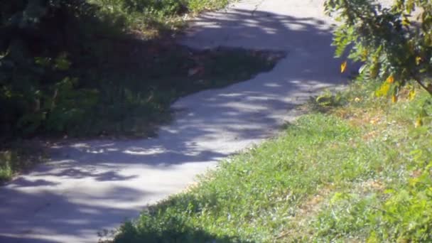 Chemin ombragé rural 