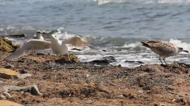 Gaviota en la costa de piedra cerca de la línea de surf — Vídeo de stock