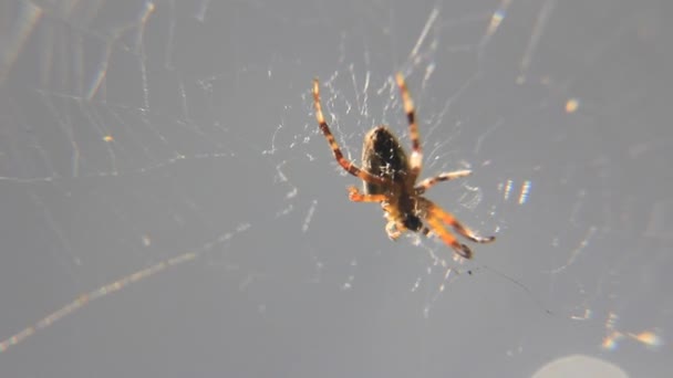 Паутина с пауком в солнечных лучах — стоковое видео
