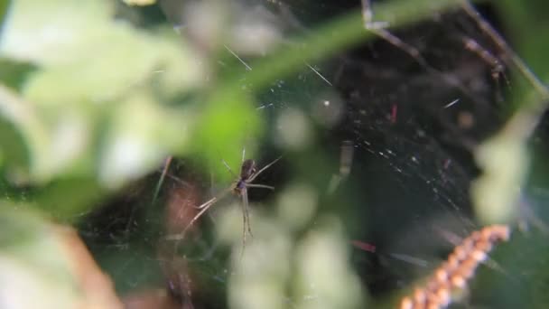 Spinnennetz mit Spinne im Sonnenlicht — Stockvideo