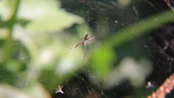 Cobweb com aranha em luzes solares — Vídeo de Stock