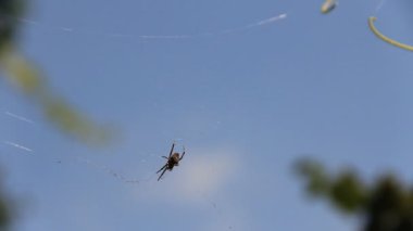 sunlights örümcek ile örümcek ağı