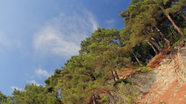 Bosque de montaña en la roca — Vídeos de Stock