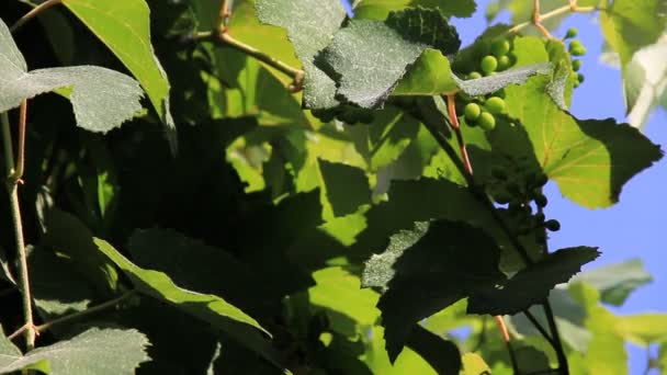 Feuille de vigne et fruits immatures 