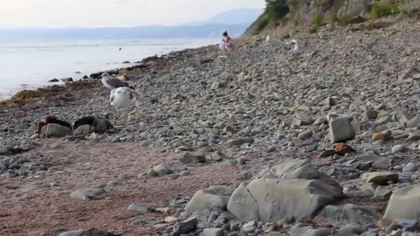 Ptáci a dvou osamělých lidí na divoké kamenité pláži — Stock video