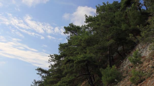 Clouds time-lapse over pine hills — Stock Video