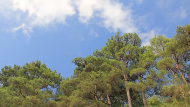 Groenblijvende planten bij bewolkte hemelachtergrond — Stockvideo