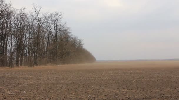 Пыльная буря идет на поле рядом с лесом — стоковое видео