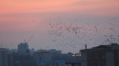 siyah kargalar silhouettes