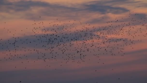 Svarta kråkor silhuetter — Stockvideo