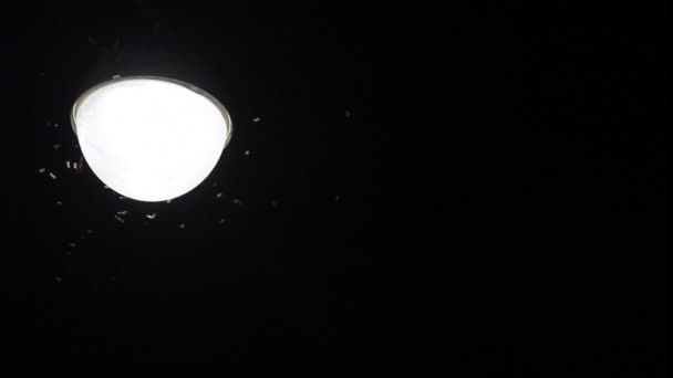 昆虫聚集在灯 — 图库视频影像