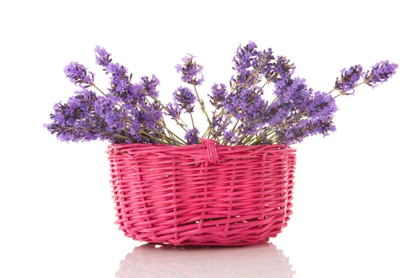 Lavender in basket — Stock Photo, Image