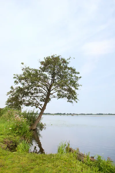 Tree at Dutch lake — Stock Photo, Image