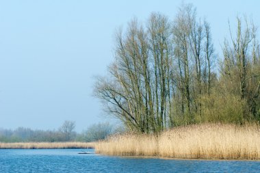 Hollandalı biesbosch