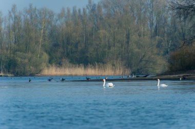 Hollandalı biesbosch
