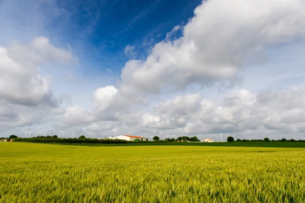 Rye field with farmhouse and wind turbines — Stock Photo, Image