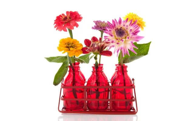 Zinnias and Dahlias — Stock Photo, Image