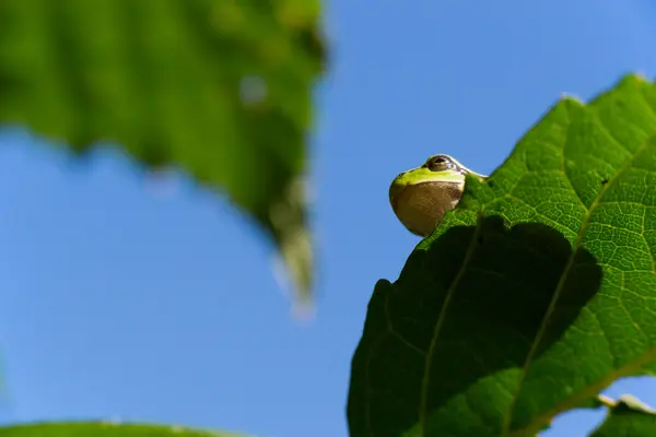 Ağaç kurbağası yeşil arborea — Stok fotoğraf