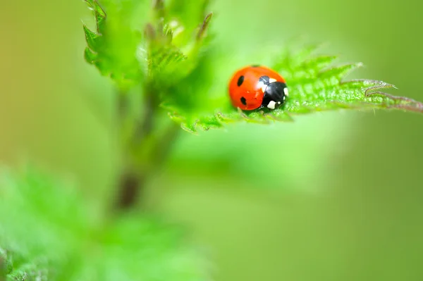 Marienkäfer auf Brennnessel — Stockfoto