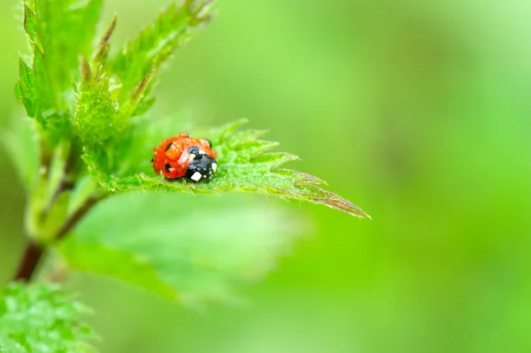 Feuchter Marienkäfer auf Brennnessel — Stockfoto