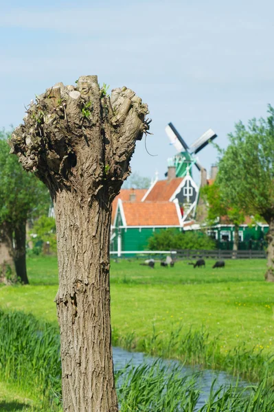 Pollard willow in Holland — Stock Photo, Image