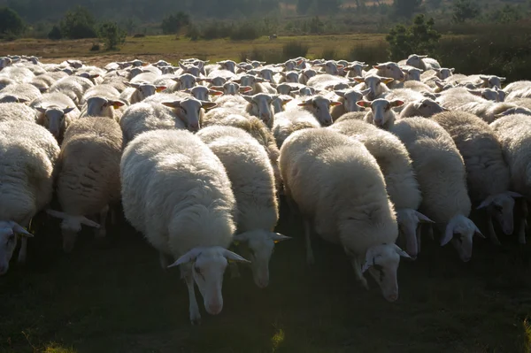 Schapen kudde in Nederland — Stockfoto