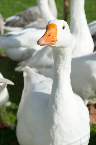 Gooses — Stock Photo, Image