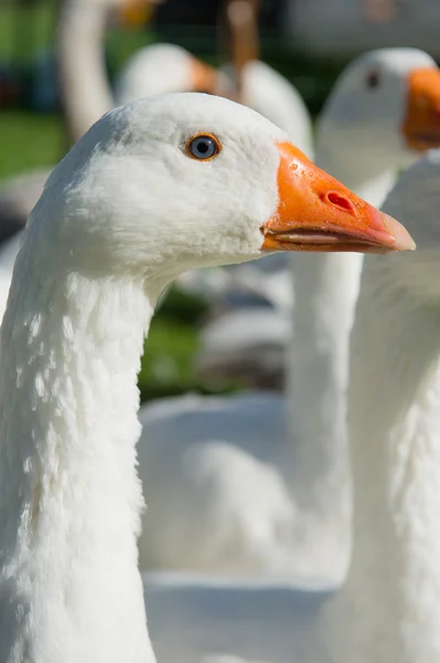 Gooses Royalty Free Stock Photos