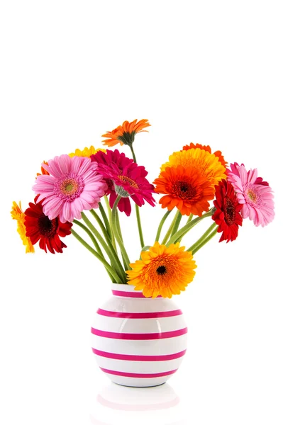 Colorful Gerber in vase — Stock Photo, Image