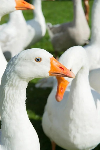 Gäss — Stockfoto