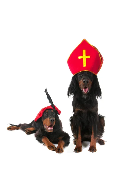 Sinterklaas hollandais et chiens Piet noirs — Photo