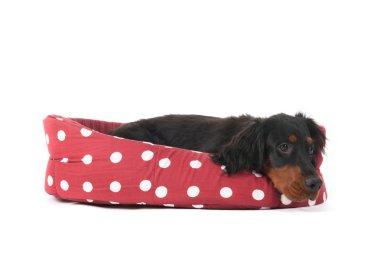 sepet içinde döşeme köpek