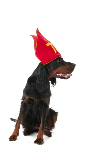 Holländischer Sinterklaas Hund — Stockfoto